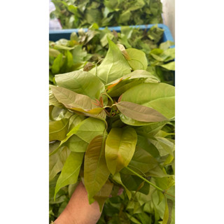 ผักเหลียงใต้ปลอดสารเคมีขนาด 1 กิโลกรัมเก็บสดทุกวัน