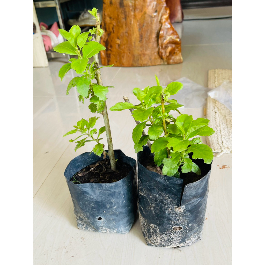 ต้นพันธุ์ใบขลู่เพาะชำกิ่งในถุงดำรากเดินดีพร้อมปลูก ราคา ถูกที่สุด ดีลบีเคเค แกลเลอรีภาพที่ 5
