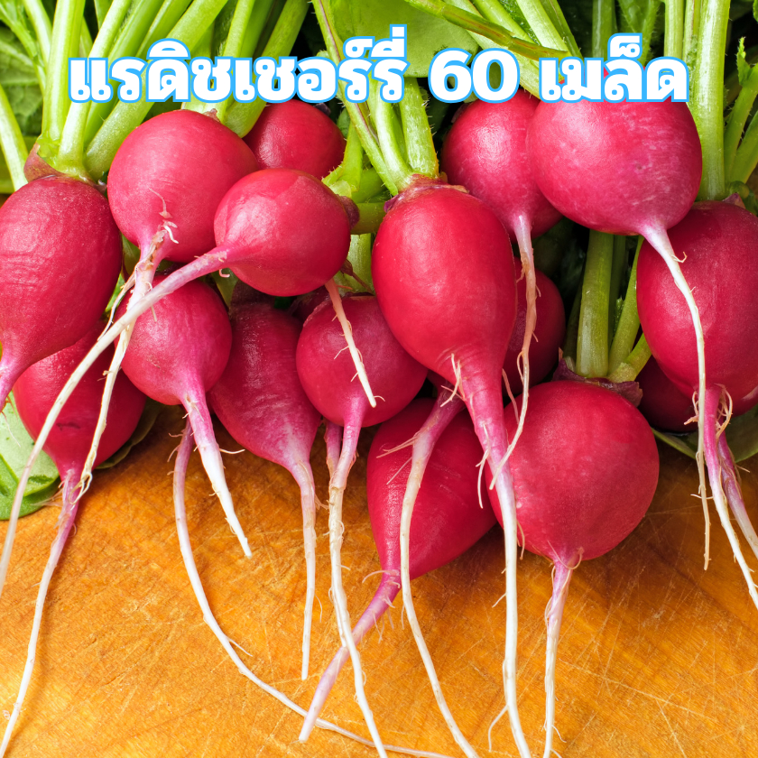 เมล็ดพันธุ์แรดิชเชอร์รี่ 60 เมล็ด
