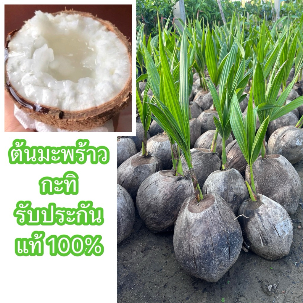 ต้นมะพร้าวกะทิ รับประกันแท้ 100%(สั่งขั้นต่ำ2ต้น)เสียเวลาปลูกและได้กินผลแน่นอน พันธุ์นี้เนื้อจะหนา นุ่มฟู น่ากินมาก