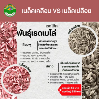 เมล็ดพันธุ์ผักสลัด เรดโอ๊ค พันธุ์เรดเมโล่ ( ขนาด 0.5 กรัม ) ( เมล็ดเคลือบ ) รหัสสินค้า SSC 1037