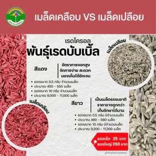 เมล็ดพันธุ์ผักสลัด เรดโครอล พันธุ์เรดบับเบิ้ล ( ขนาด 0.5 กรัม ) ( เมล็ดเคลือบ ) รหัสสินค้า SSC 1013