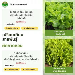 เมล็ดพันธุ์ผักสลัด ผักกาดหอม พันธุ์มิวครอน ( ขนาด 0.5 กรัม ) ( เมล็ดเคลือบ ) รหัสสินค้า SSC 1031