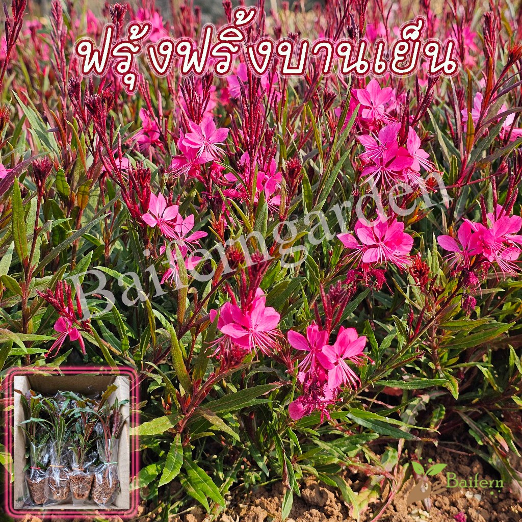 ต้นกล้าดอกฟรุ้งฟริ้งบานเย็น(Gaura lindheimeri Red) ดอกไม้กินได้ สวยงามเลี้ยงง่าย