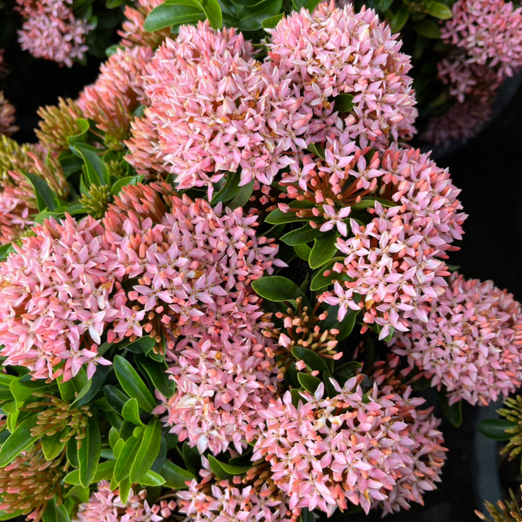 เข็มชมพูแคระ เข็มพิษณุโลกชมพู ดอกสวยตลอดทั้งปี ดูแลง่ายมาก Ixora hybrid, Pink Ixora