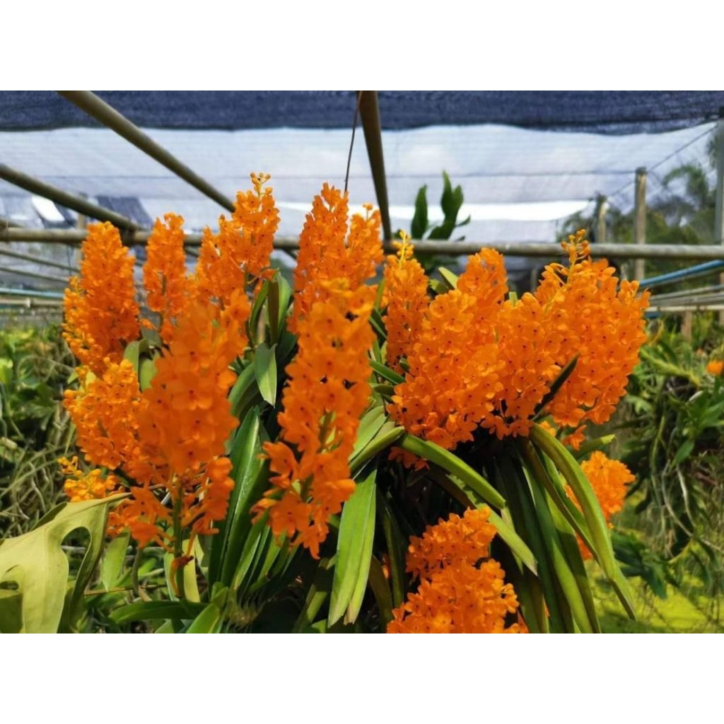 เข็มแสด ต้นจัดส่งไม่ติดดอก ช่อดอกมีสีส้มแสดสวยงาม