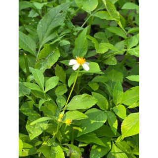 🌱ต้นดาวดอย / ปิ่นนกไส้🌿 สั่ง 5 ต้น แถม 1 ต้น