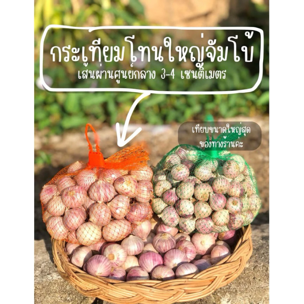 กระเทียมโทนใหญ่จัมโบ้ 1 กก