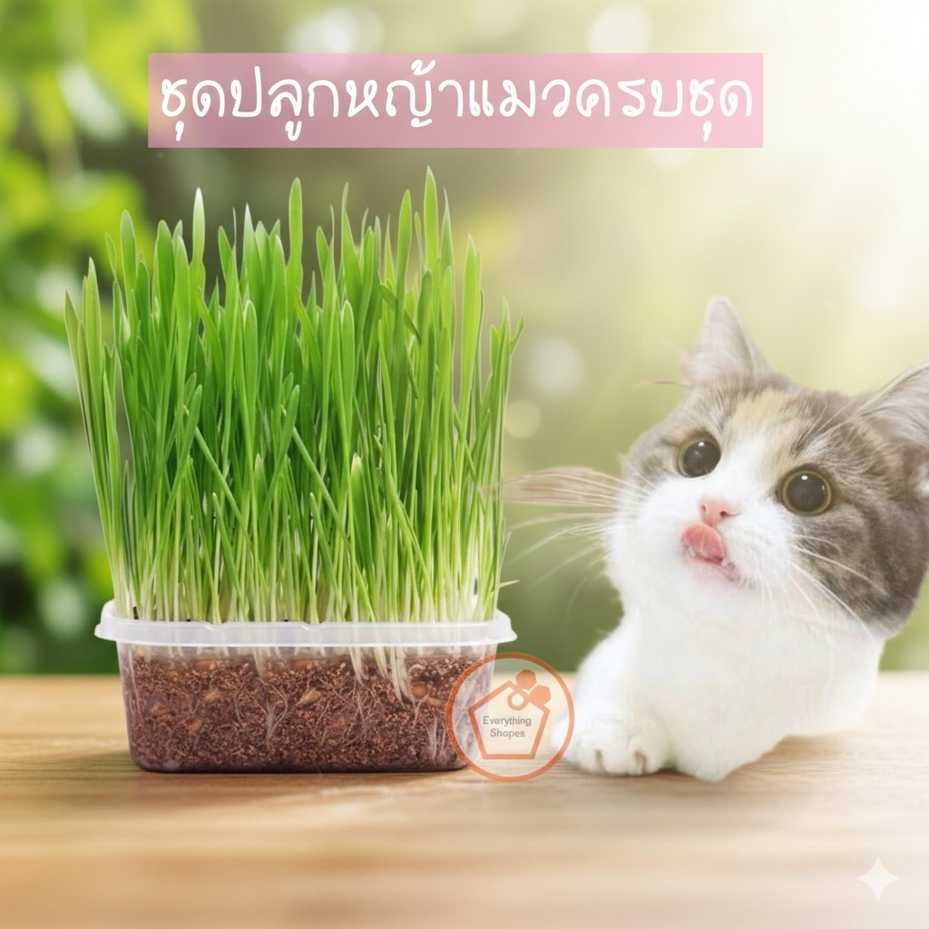 ชุดปลูกหญ้าแมวครบชุดพร้อมปลูก +ออแกนิค+ หญ้าแมวแบบกล่อง ต้นอ่อนข้าวสาลี หญ้าเเมว สัตว์เลี้ยง หญ้าแมว