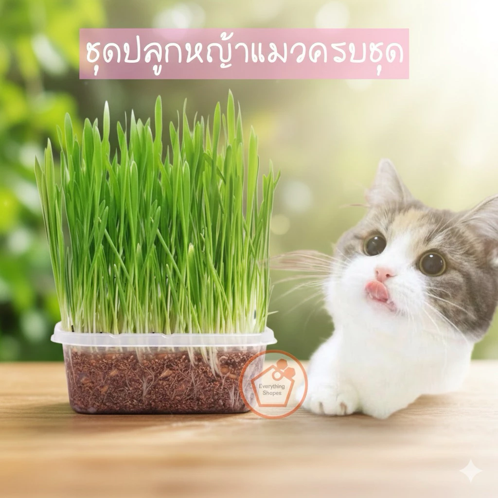 ชุดปลูกหญ้าแมวครบชุดพร้อมปลูก +ออแกนิค+ หญ้าแมวแบบกล่อง ต้นอ่อนข้าวสาลี หญ้าเเมว สัตว์เลี้ยง หญ้าแมว