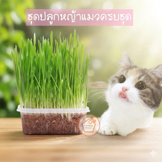 ชุดปลูกหญ้าแมวครบชุดพร้อมปลูก +ออแกนิค+ หญ้าแมวแบบกล่อง ต้นอ่อนข้าวสาลี หญ้าเเมว สัตว์เลี้ยง หญ้าแมว