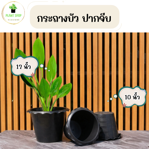 กระถางต้นไม้ กระถางบัว ปากจีบ สีดำ 10,12นิ้ว