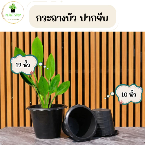 กระถางต้นไม้ กระถางบัว ปากจีบ สีดำ 10,12นิ้ว