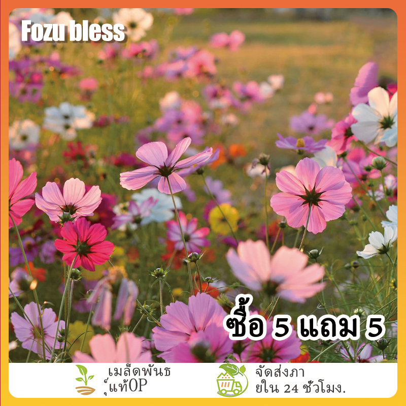 FOZU เมล็ดพันธุ์ดอกคอสมอส 100 เมล็ด [ซื้อ 5 แถม 5]