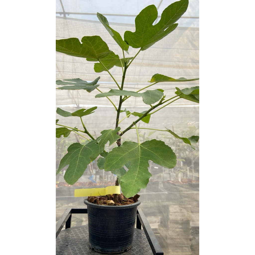 ต้นมะเดื่อฝรั่งปีเต้อร์ฮันนี่ หวานเนียน ขอดูรูปต้นจริงได้ค่ะ peter’s honey figs tree