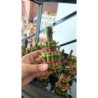 เฉพาะ ไผ่กวนอิม ไม่เอากระถาง เหมาะสำหรับ คนที่เอาไปใส่กับกระถางเดิม