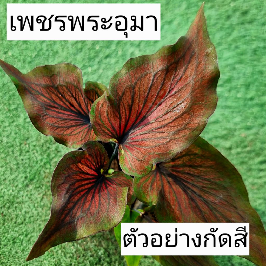 บอนสี เพชรพระอุมา ส่งทั้งกระถาง 4 นิ้ว ขนาดตามรูปที่ 2-8 แชทเลือกต้นได้ค่ะ ไม้ฟอกอากาศ ไม้มงคล ไม้ประดับ ไม้สวยงาม