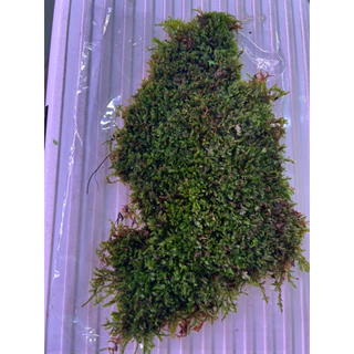 whipping moss วิปปิ้งมอสไทย สำหรับทำ เทอราเรี่ยม พาลูดาเลี่ยม เลี้ยงในน้ำมอสน้ำ ประดับตู้ปลา ตู้กุ้ง ขนาดใหญ่แน่นๆ