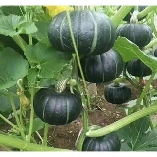 【ซื้อ 5 แถม 5 ฟรี】เมล็ดพันธุ์ ฟักทองญี่ปุ่น ประมาณ 25 เมล็ด Japanese Pumpkin Seeds Vegetable Plants เมล็ดพันธุ์ผัก เมล็ด