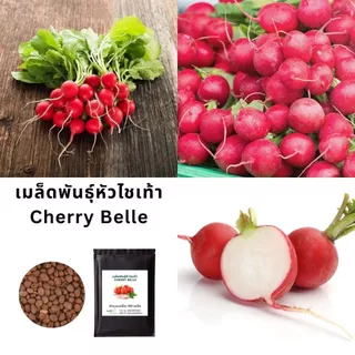เมล็ดพันธุ์หัวไชเท้า Cherry Belle | Radish Seeds Cherry Belle 🌱 โตเร็ว 20-25 วัน ปลูกง่าย | Non-GMO ปลูกกระถางหรือแปลงผั