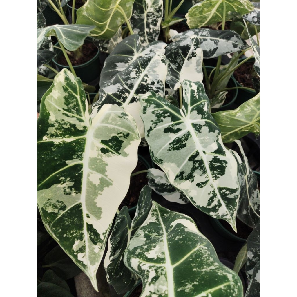 อโลคาเซีย ฟรายเด็กซ์ ด่างขาว Alocasia Frydek Variegated
