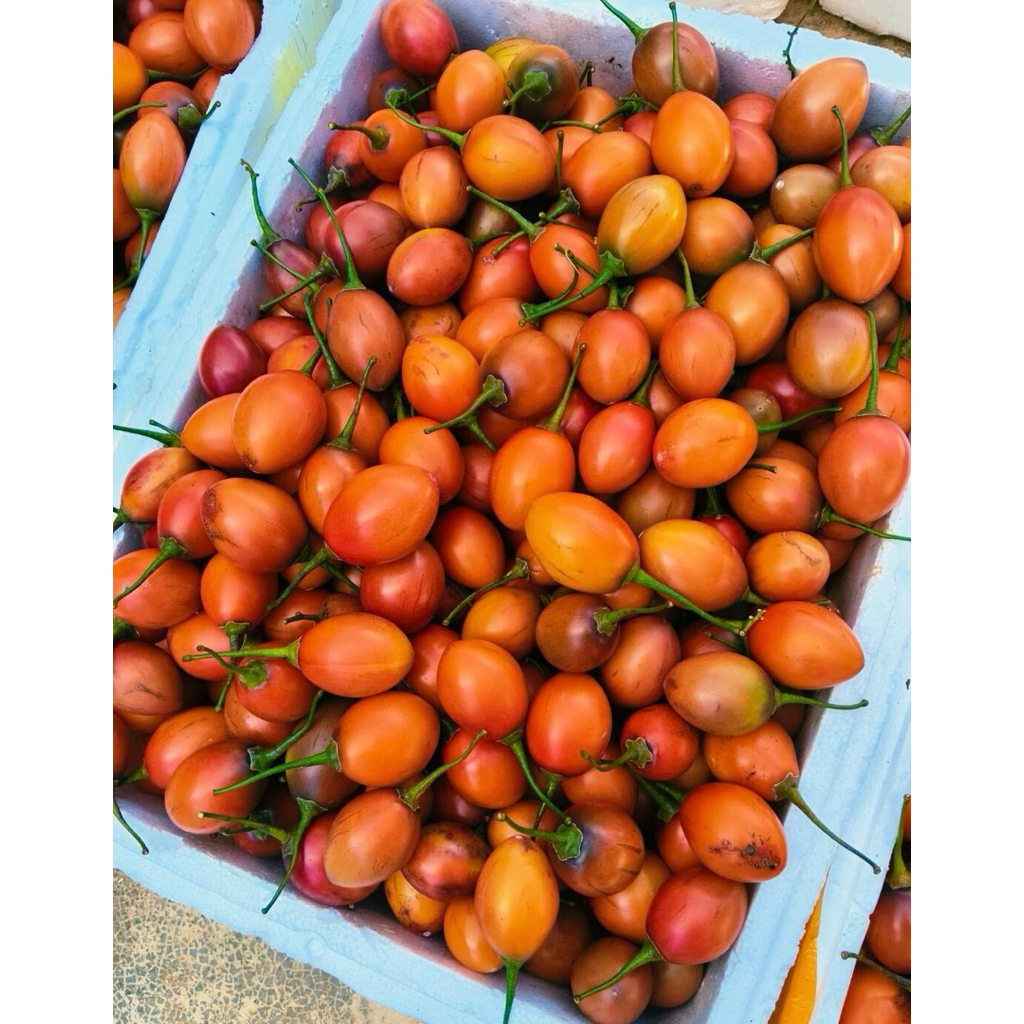 มะเขือเทศทามาริลโล่ Tamarillo มะเขือเทศต้น 树番茄สดๆจากดอยอ่างขาง