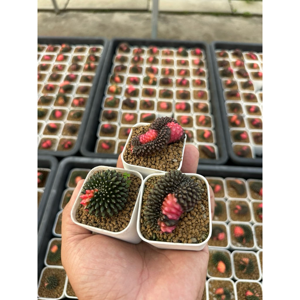 ยิมโนคริสไร้หนามด่าง Gymnocalycium mihanovichii inermis cristata @SoSmallGarden
