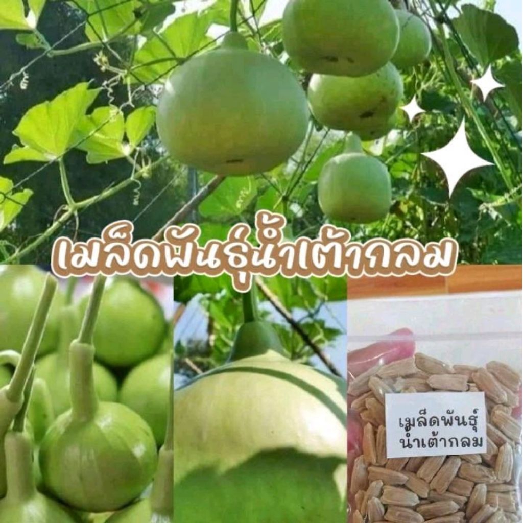 เมล็ดพันธุ์น้ำเต้ากลม บรรจุ 30เมล็ด 39บาท