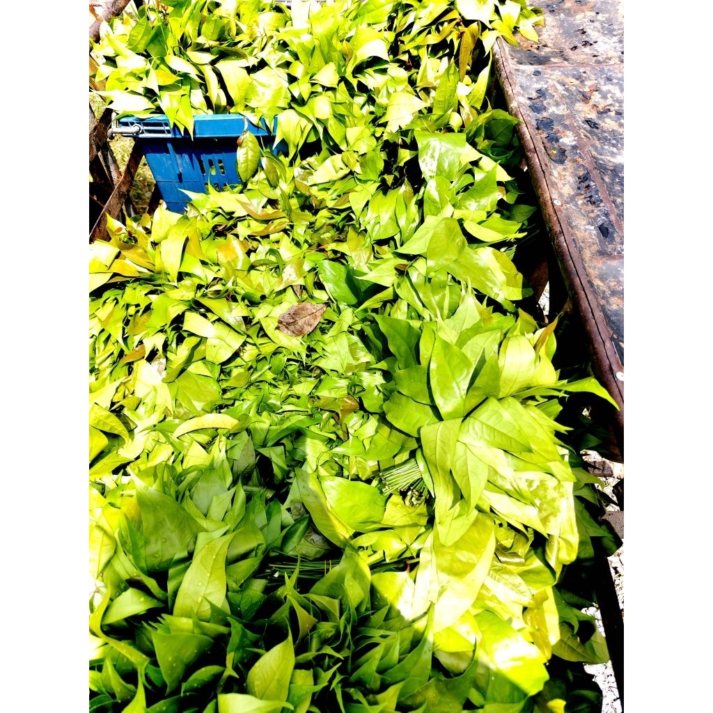 1 kg.ผักเหลียง ใบเหลียง ยอดเหรียง 1กิโล เก็บสดสวยๆ ใบเหลียง ผักเขรียง ราชินีผักพื้นบ้าน คุณค่าทางโภชนาการสูง เก็บสดส่ง