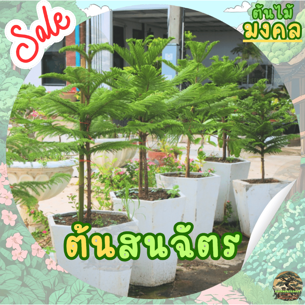 [พร้อมส่ง] ต้นสนฉัตร (Norfolk island pine) ขนาด 60cm-110cm (ราคาต่อ1ต้น) *ไม่รวมกระถาง*