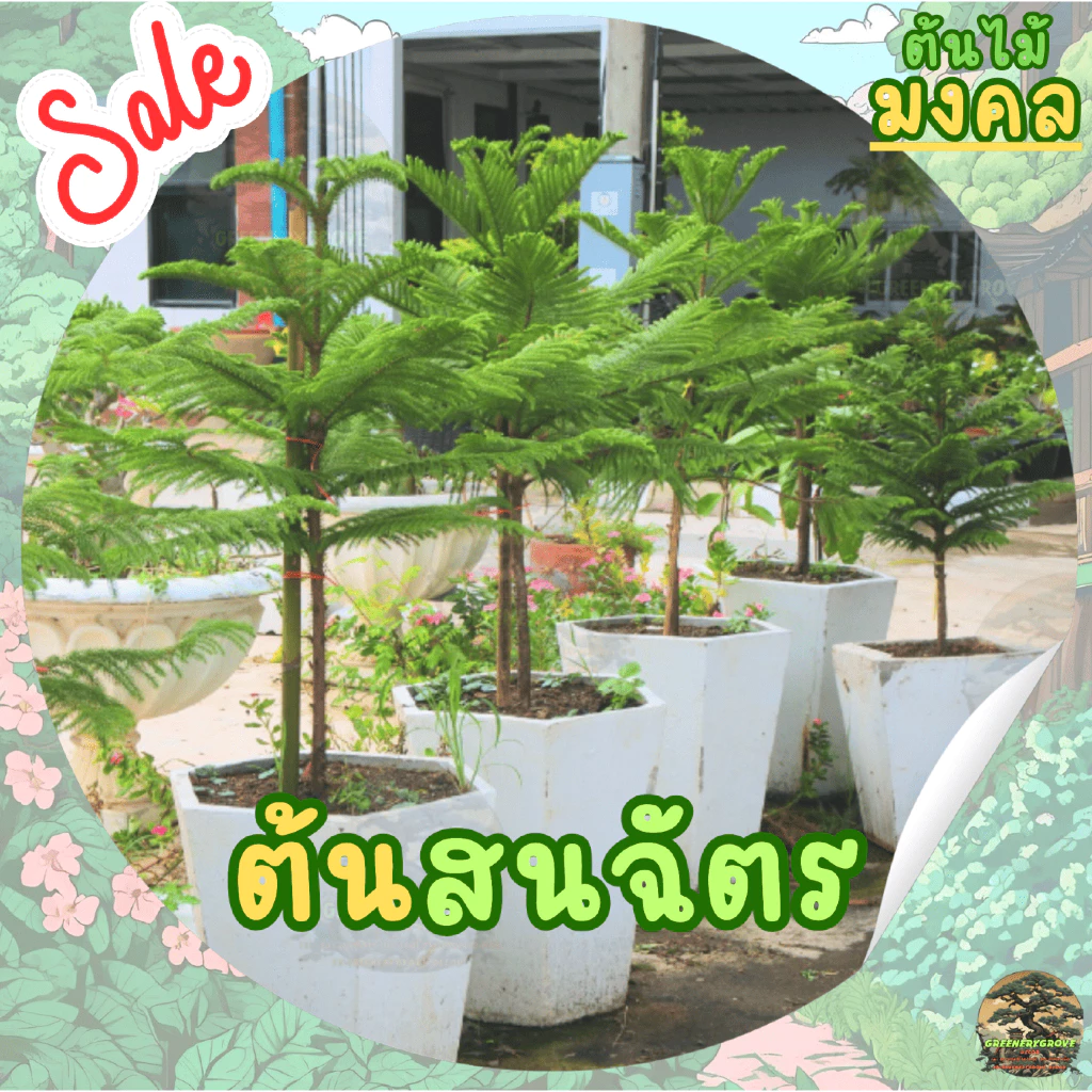 [พร้อมส่ง] ต้นสนฉัตร (Norfolk island pine) ขนาด 60cm-110cm (ราคาต่อ1ต้น) *ไม่รวมกระถาง*