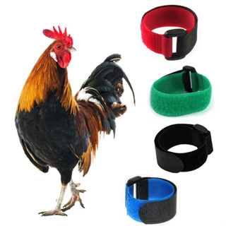 AL-3801 ปลอกคอไก่ chicken collar หลายสี ปลอดภัย ไม่ระคายเคือ…