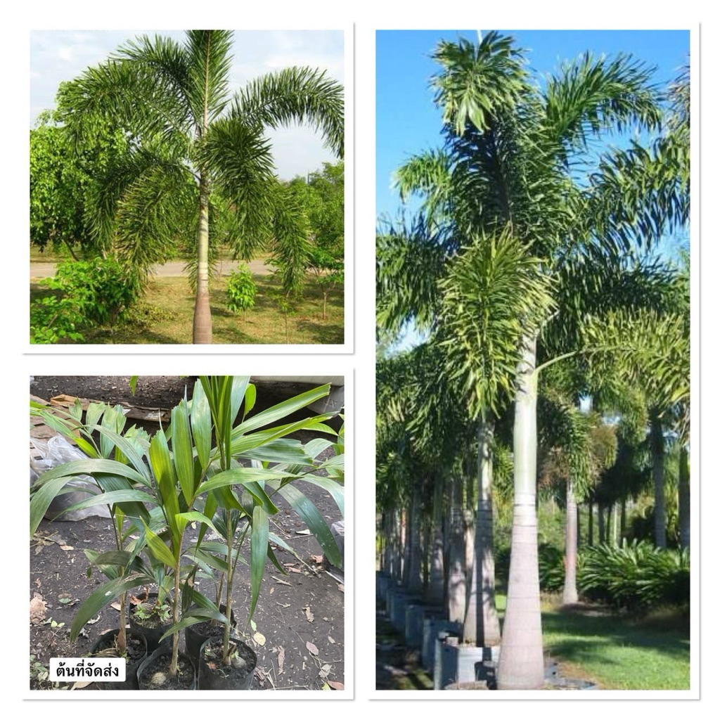 ต้นปาล์มหางกระรอก หรือ ปาล์มฟอกซ์เทล (Foxtail Palm) เป็นปาล์มประดับยอดนิยม (ขาย 1 ชุด 5 ต้น สูง50-70cm)