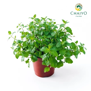 ต้นสะระแหน่ ออร์แกนิค Thai Mint (Organic) กระถาง 4 นิ้ว และ 6 นิ้ว