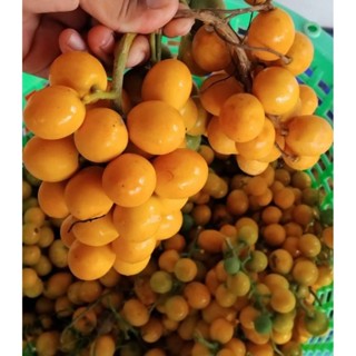 เมล็ดผักหวานป่าสีทอง 