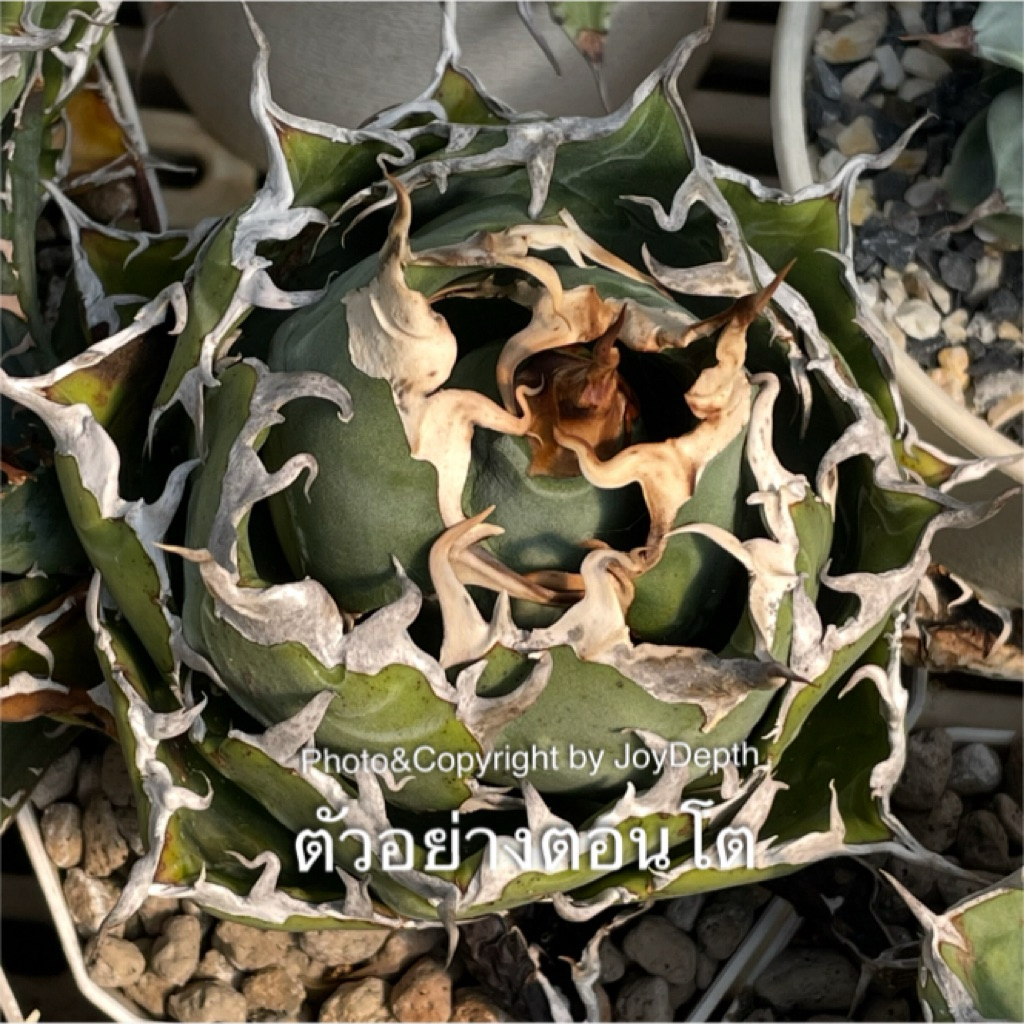 Agave Titanota Pule / อากาเว่ ติต้า ปูเล่ ขายกระถางละ@ 155-585 บาท