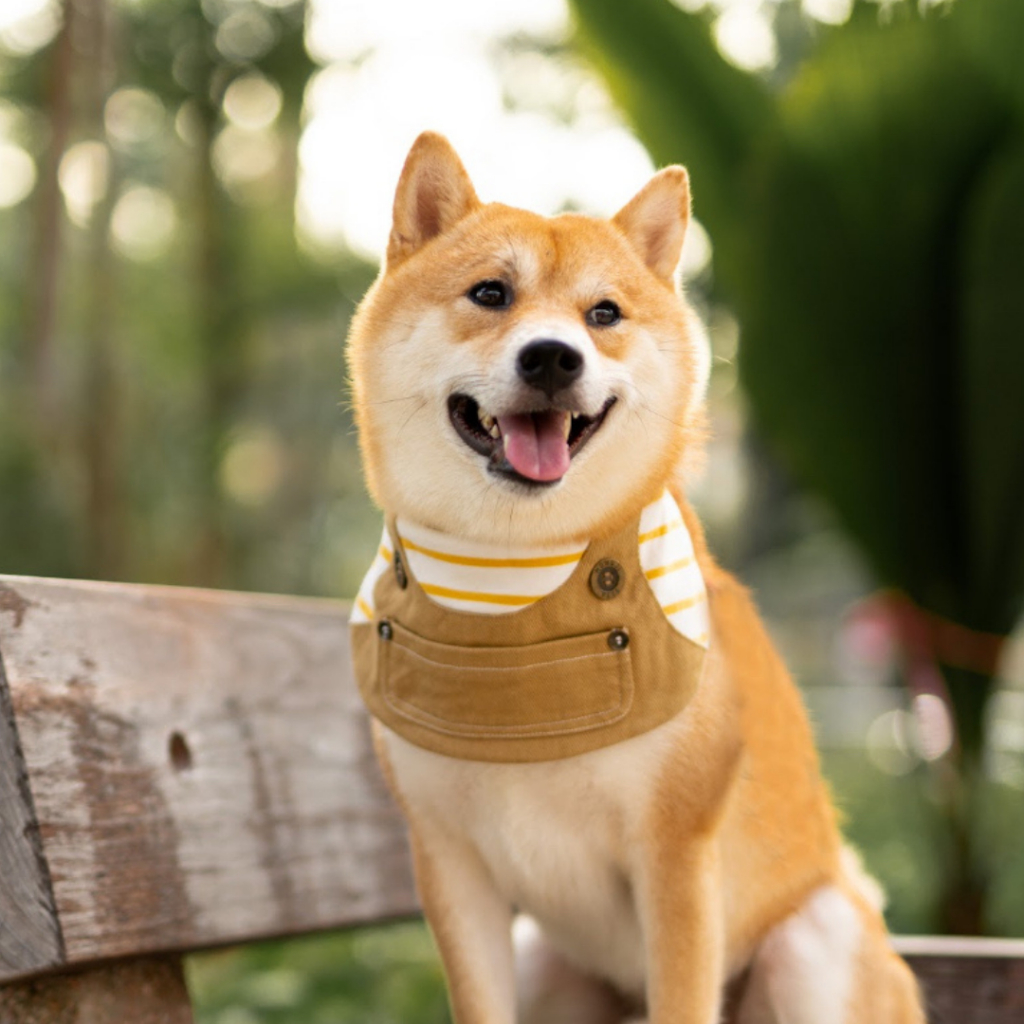 Momoji Johnny Khaki Yellow Pet Bib ชุดสุนัข ชุดแมว ชุดเอี้ยมสีเหลือง สำหรับสัตว์เลี้ยง