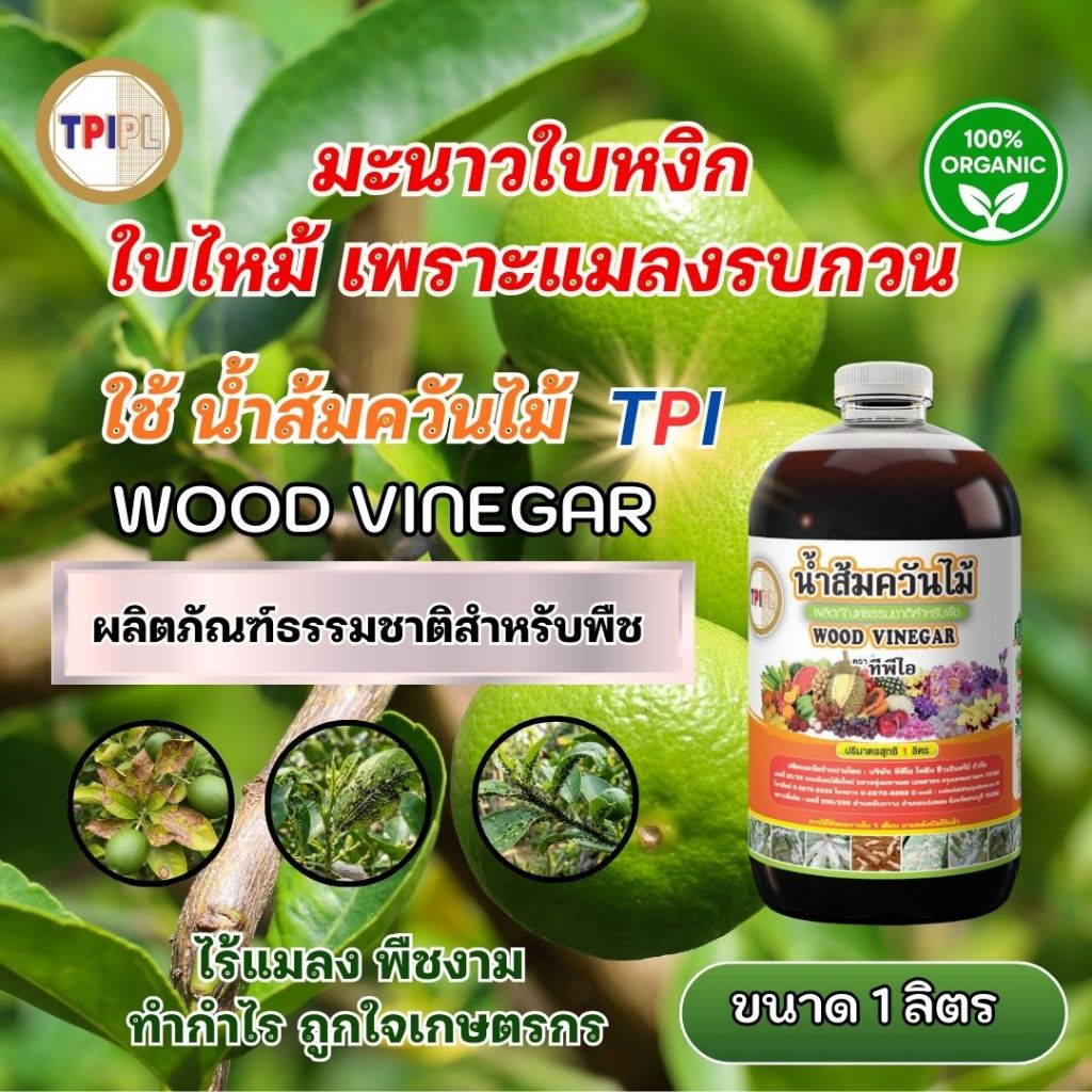 มะนาวใบหงิก ใบไหม้ เพราะแมลงรบกวน ใช้ น้ำส้มควันไม้ ทางเลือกธรรมชาติที่ได้ผลจริง น้ำส้มควันไม้ TPI