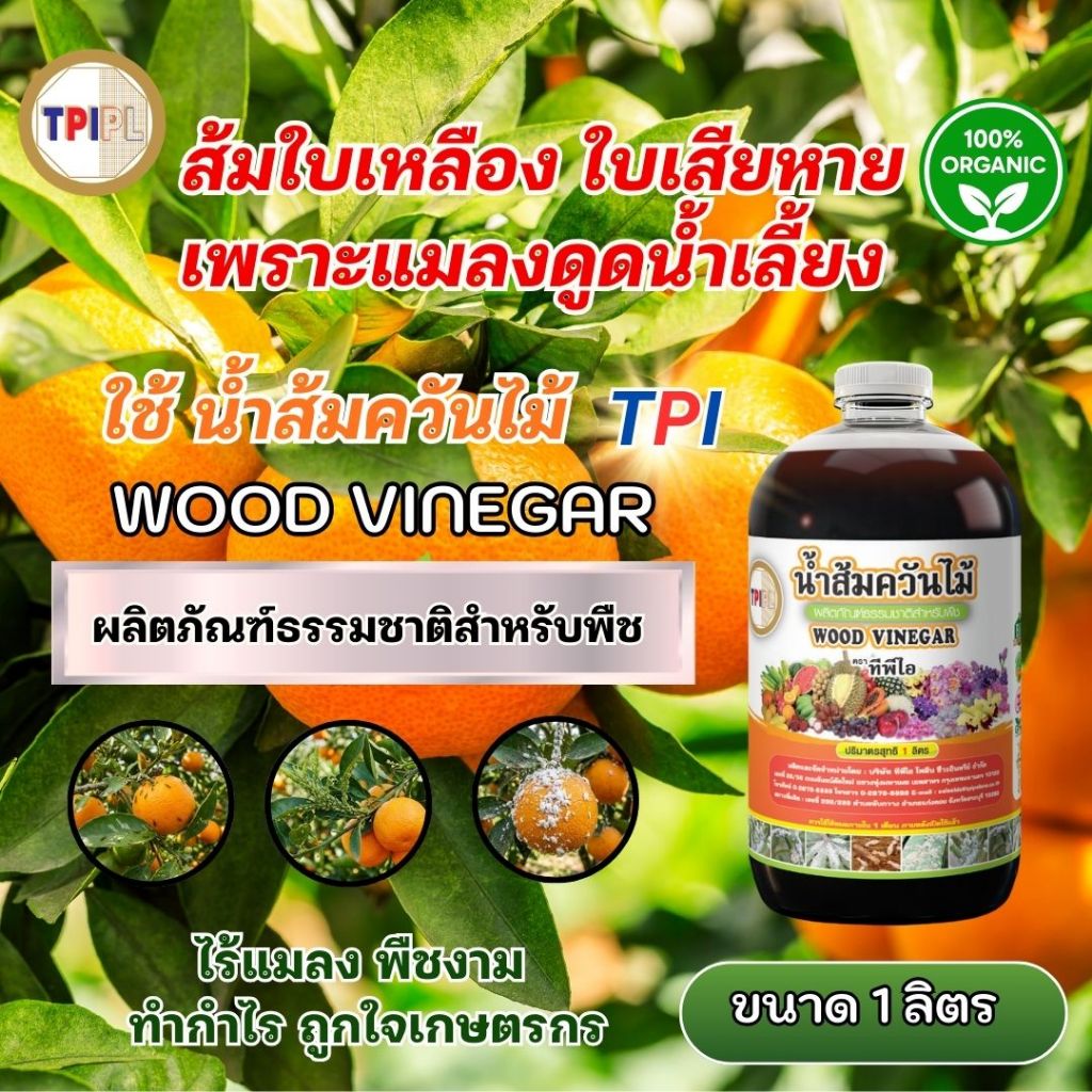 ส้มใบเหลือง ใบเสียหาย เพราะแมลงดูดน้ำเลี้ยง ใช้น้ำส้มควันไม้ฟื้นต้นแบบธรรมชาติ น้ำส้มควันไม้ TPI