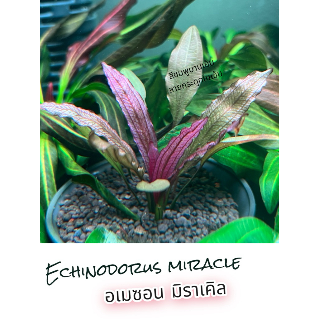 echinodorus หลากหลายสายพันธุ์ ต้นไม้น้ำ อเมซอน ต้นใหญ่ใบหนา สีเข้ม เต็มตา