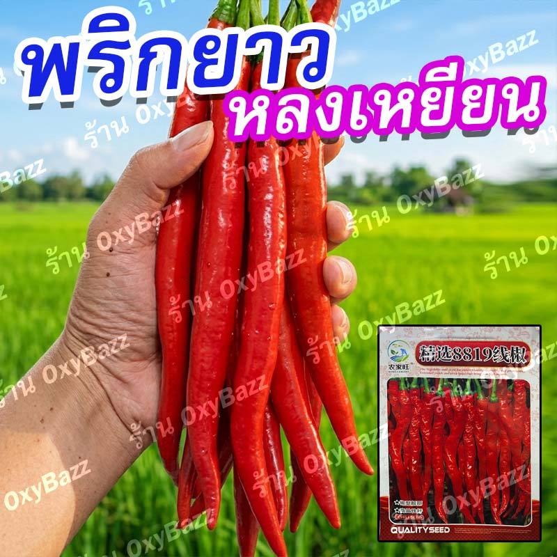 เมล็ดพริกยาวหลงเหยียน 500 เมล็ด พริกยาวพิเศษ ให้ผลดก โตไว เผ็ดจัด ปลูกง่าย
