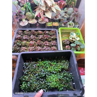 ไมโคร บีโกเนีย สตอเบอรี่ (Micro Strawberry Begonia) ต้นไม้ชื้น บีโกเนีย ขนาดจิ๋วที่สุด สุ่มต้น สวยทุกต้น