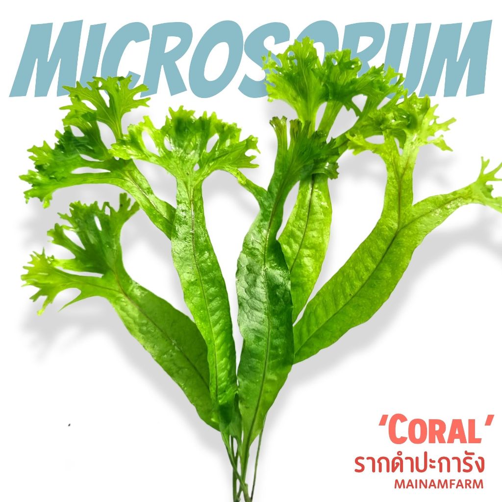 รากดำ ปะการัง (java fern 'coral') เลือกขนาดได้ - MICROSORUM CORAL ต้นไม้น้ำ