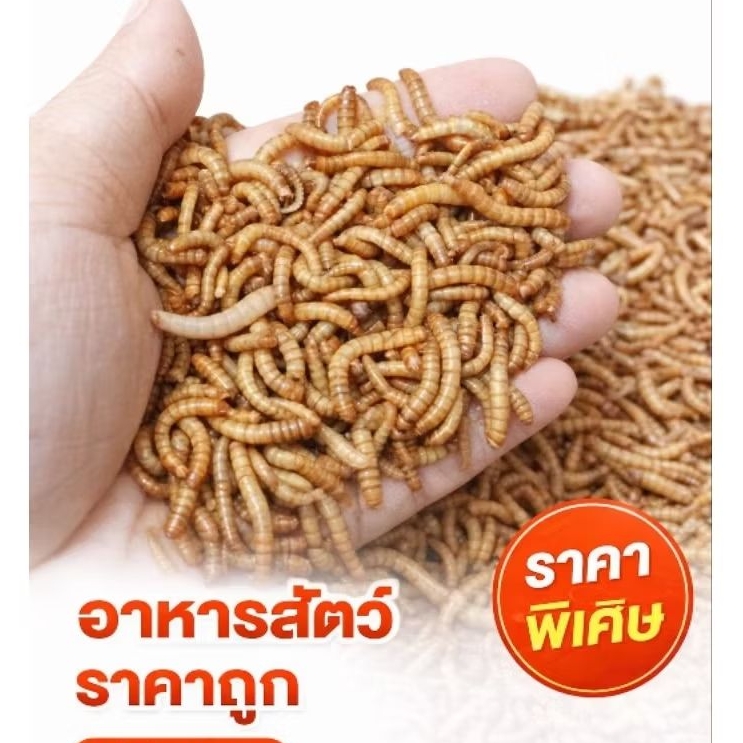 ✨ส่งทันที-ส่งด่วน✨อาหารนก ชูการ์ เม่นแคระ แฮมเตอร์ สัตว์เล็กทุกชนิด ขนาด 100 กรัม