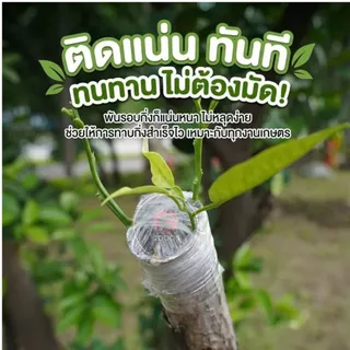 เทปพันกิ่งไม้ เทปPE อย่างดี ยาว 200 เมตร หน้ากว้าง 4 /6 /10 cm. พันง่าย ไม่ต้องผูกปม กันน้ำ กันเชื้อรา