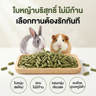 หญ้าอัดเม็ด อัลฟาฟ่าอัดเม็ดพรีเมียม Alfalfa 100% กระต่าย แพรี่ด็อก แกสบี้ ชินชิล่า เดกู เต่า 500กรัม