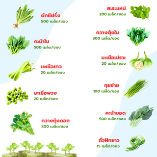 ส่งด่วน เมล็ดพันธุ์ ผักสลัด ผักสวนครัว กรีนโอ๊ค เรดโอ๊ค บัตเตอร์เฮด เรดคอส กรีนคอส เบบี้คอส เคล ฯลฯ