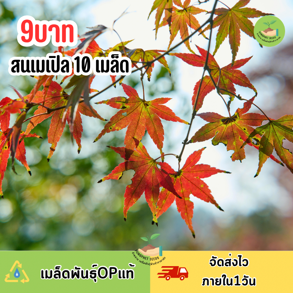 เมล็ดพันธุ์สนเมเปิล 10 เมล็ด