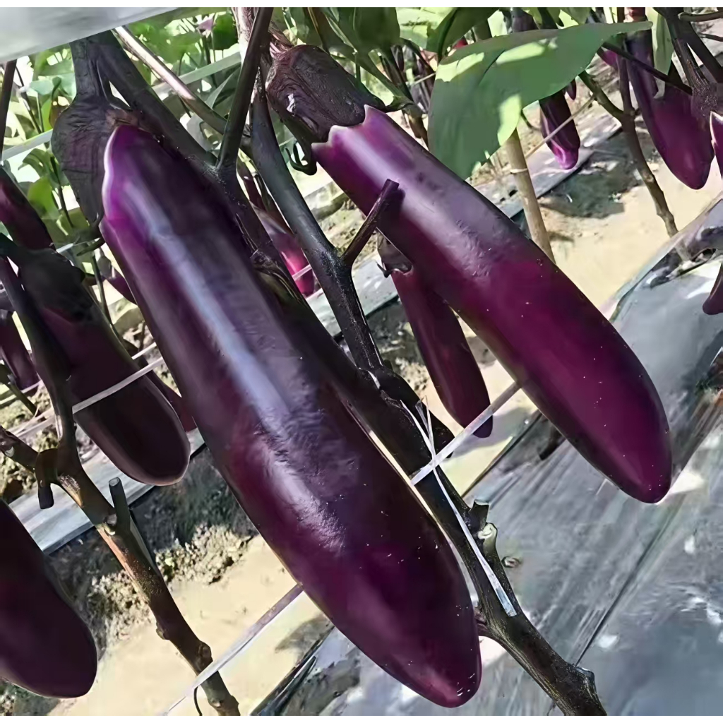 Long Purple Eggplant Seeds (Solanum melongena esculentum Fengyuan Purple 2g Seeds for Planting