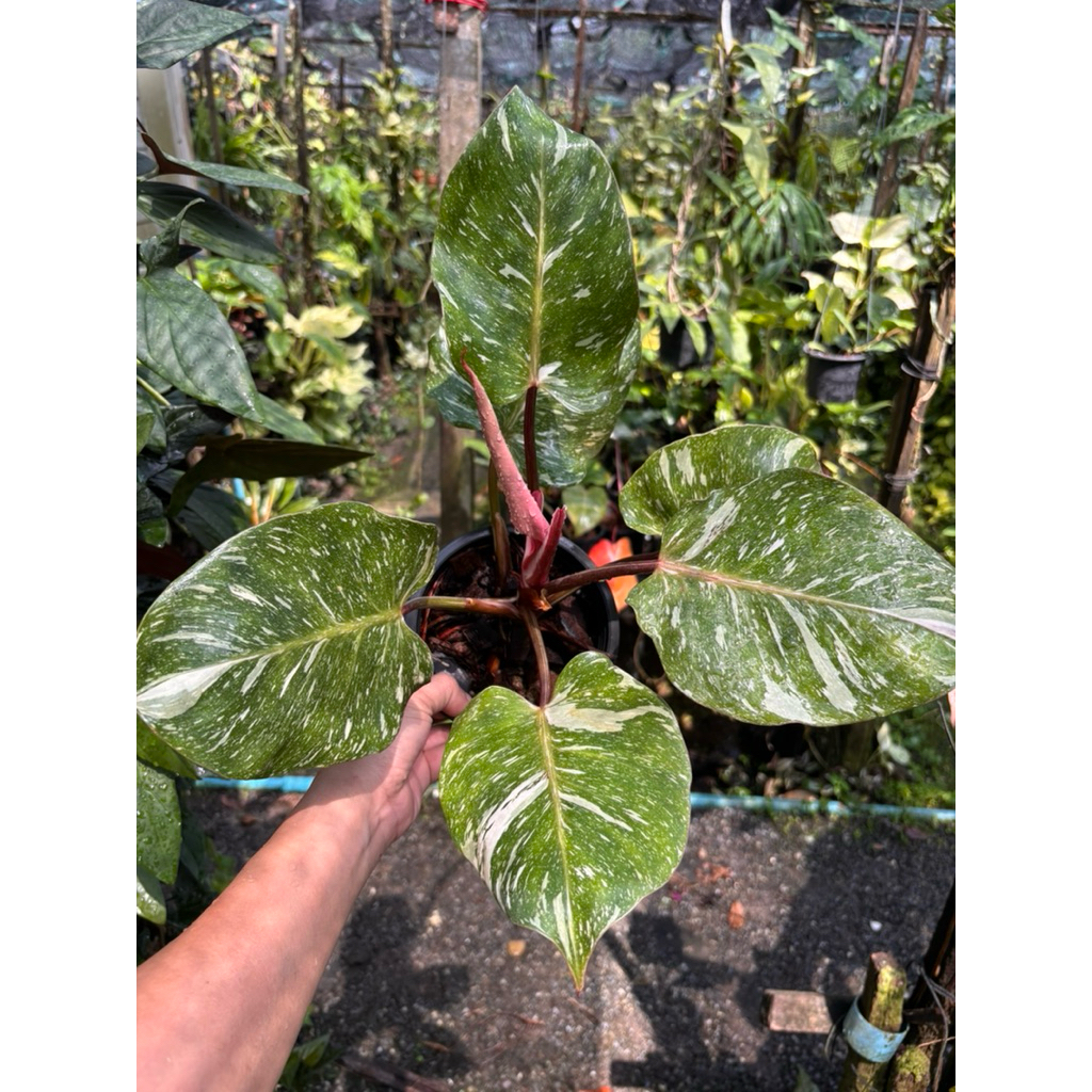 Philodendron   whiteknight  mable